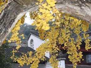 烦恼障和所知障的区别