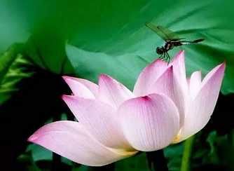 「看话禅」径山寺的佛光与茶