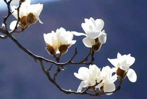 佛教四大吉花之关于优昙花的传说