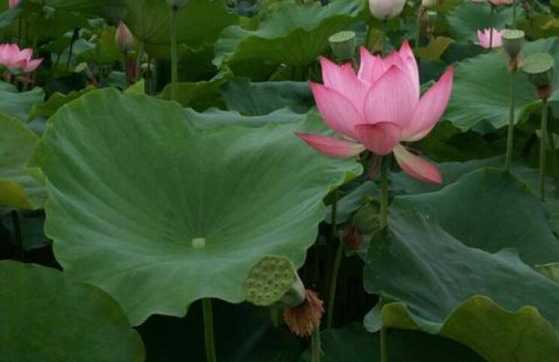 佛教四大吉花之优昙花