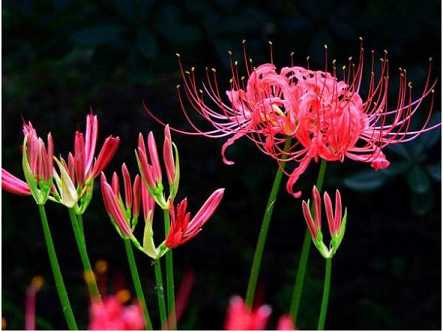 佛教四大吉花之优昙花