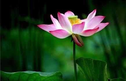 被佛教称为佛教四大吉花的是哪些花