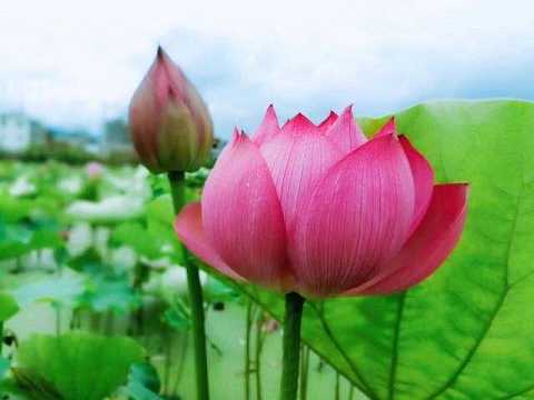 被佛教称为佛教四大吉花的是哪些花