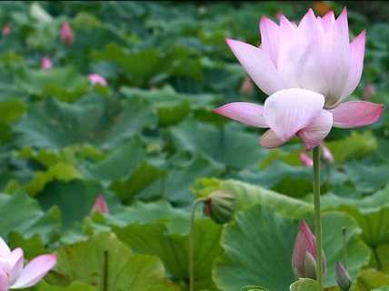 何谓三藏十二分教