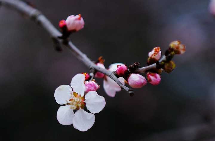 地藏菩萨本愿经怎么念