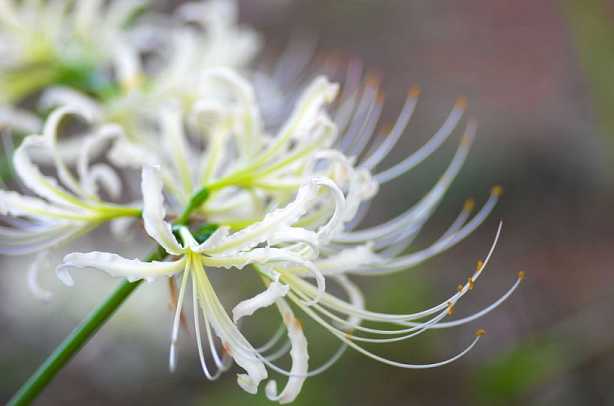 读药师经如何回向